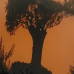 ذا وايلد باي إنتيرني