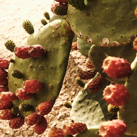 ذا وايلد باي إنتيرني