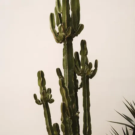 ذا وايلد باي إنتيرني