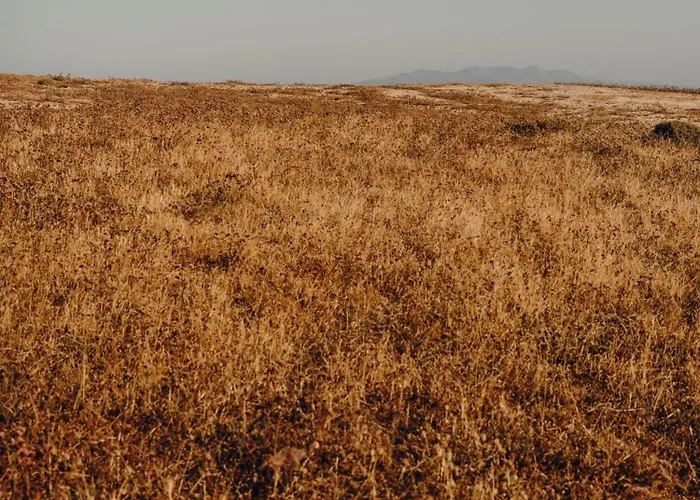 The Wild By Interni Kalafati