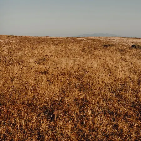 The Wild By Interni カラファティス